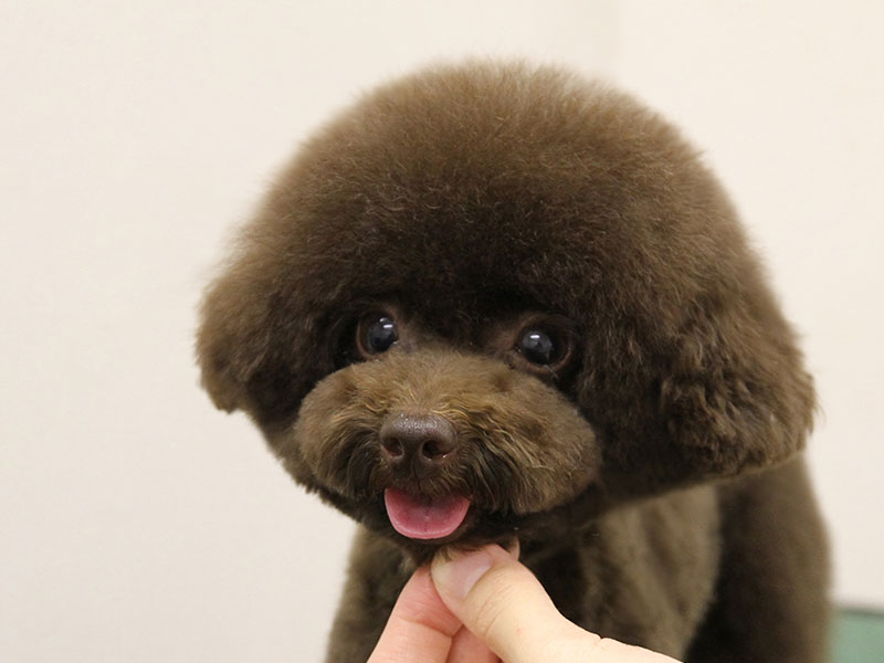 福岡市中央区,トリミング,トイプードル