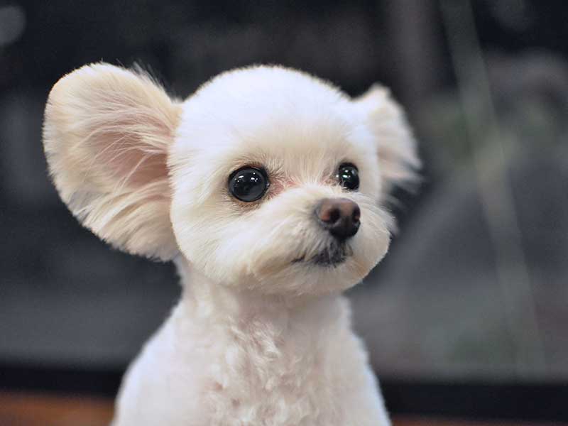 福岡市中央区,トリミング,トイプードル