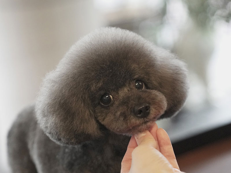 福岡市中央区,トリミング,トイプードル