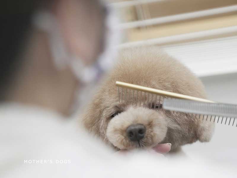 福岡市中央区,トリミング,トイプードル