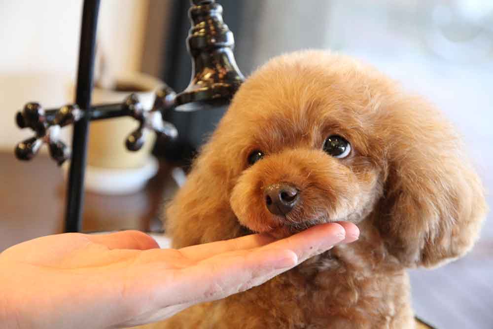 福岡市 トリミングサロン トイプードル