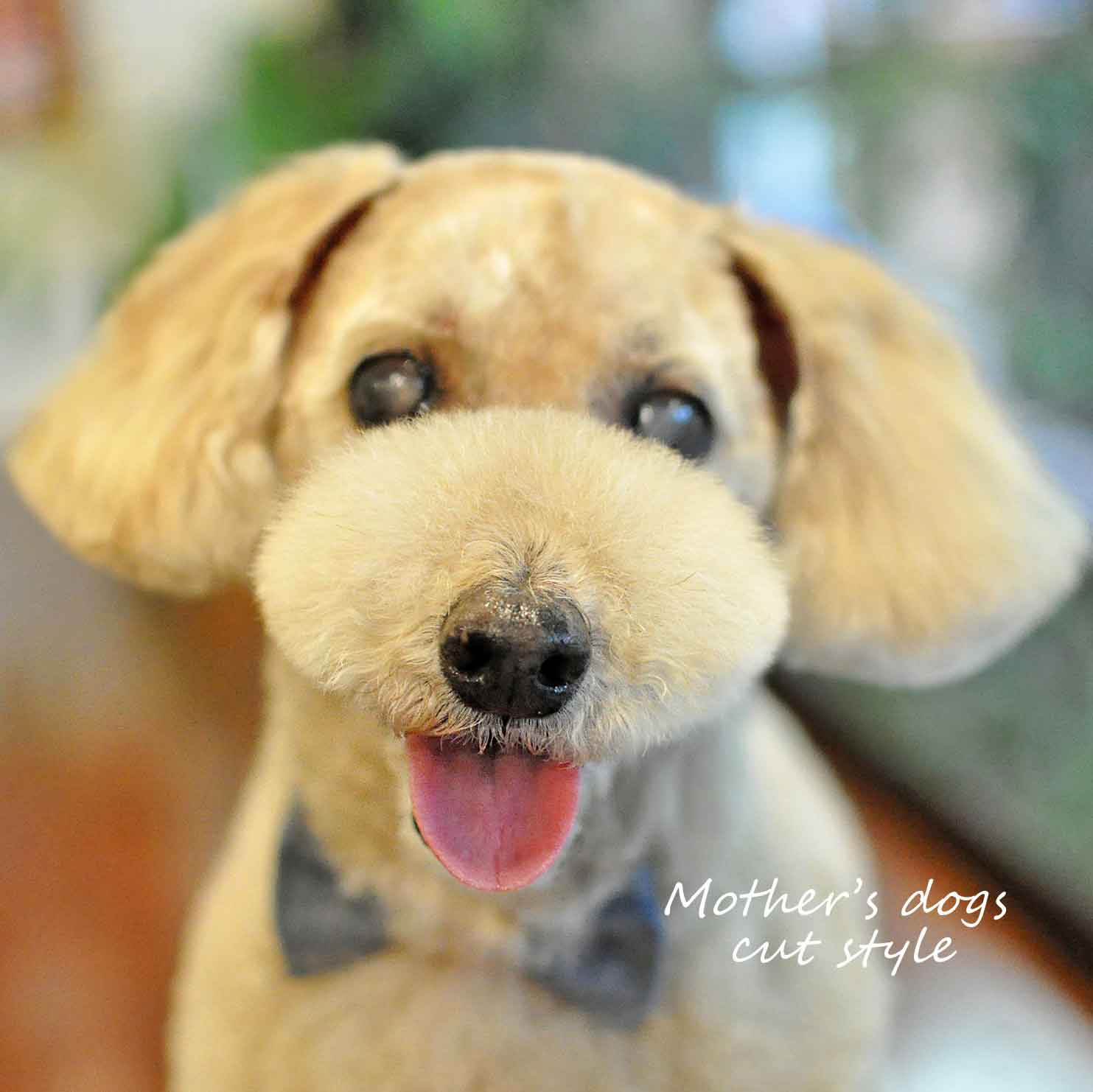 福岡市 トリミングサロン トイプードル