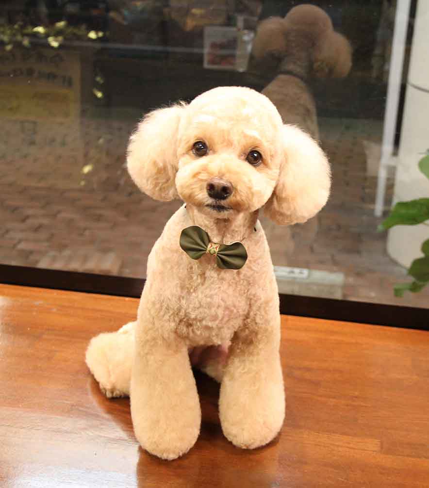 福岡市 トリミングサロン トイプードル