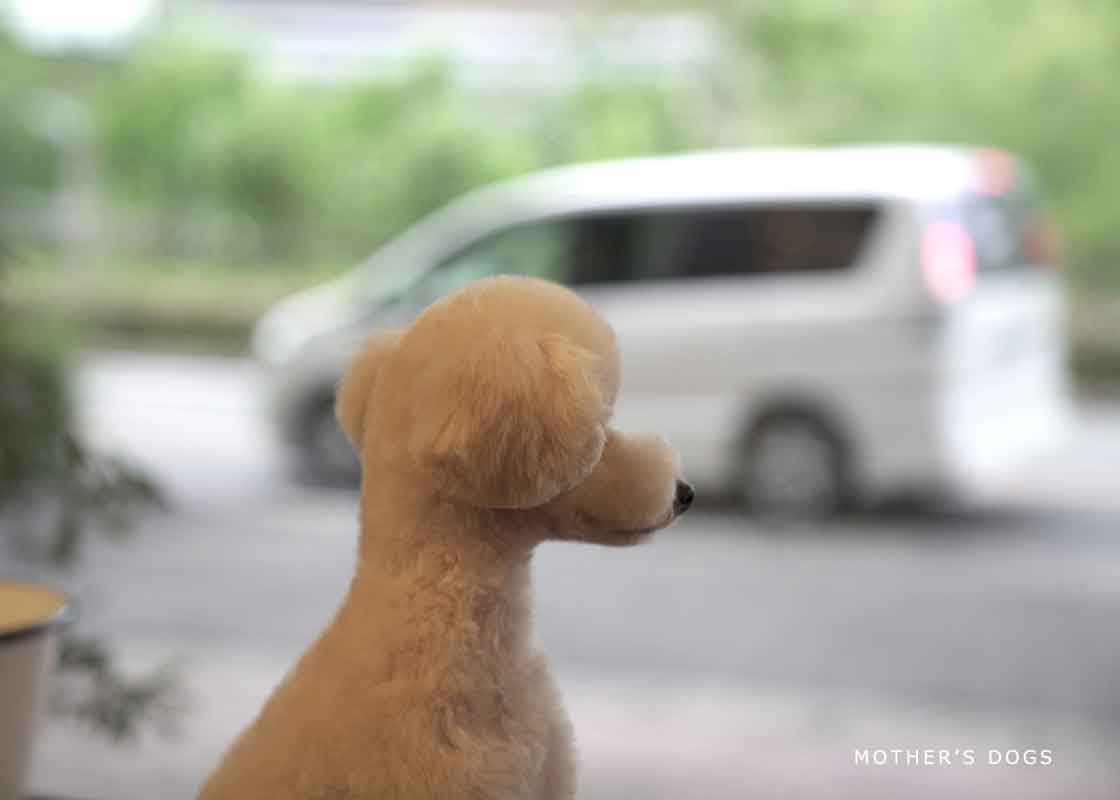 福岡市 トリミングサロン トイプードル