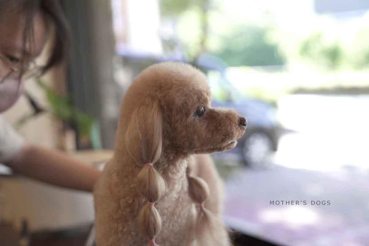 福岡市 トリミングサロン トイプードル