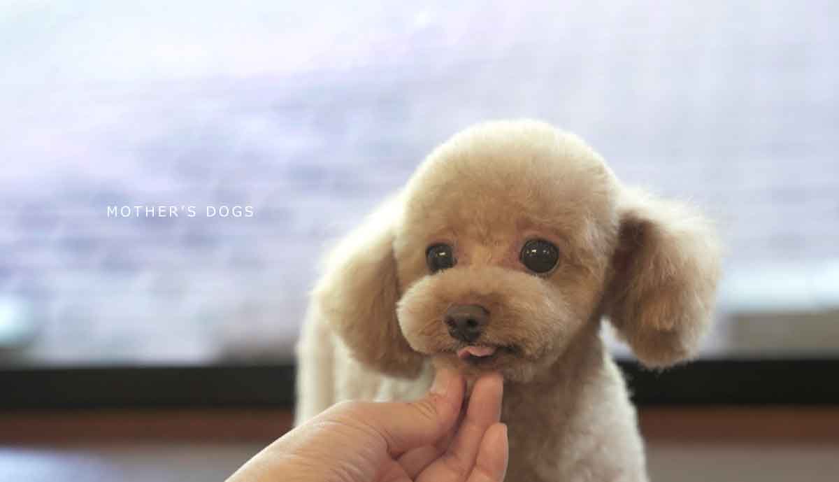 福岡市 トリミングサロン トイプードル