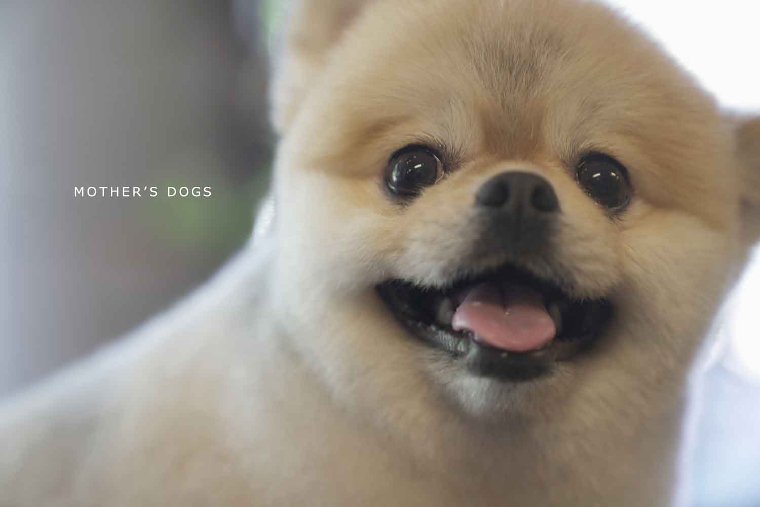 福岡市 トリミングサロン トイプードル