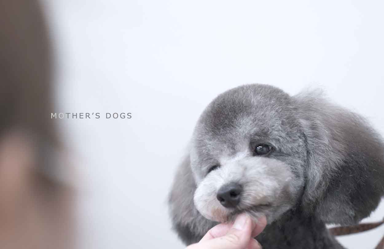 福岡市 トリミングサロン トイプードル