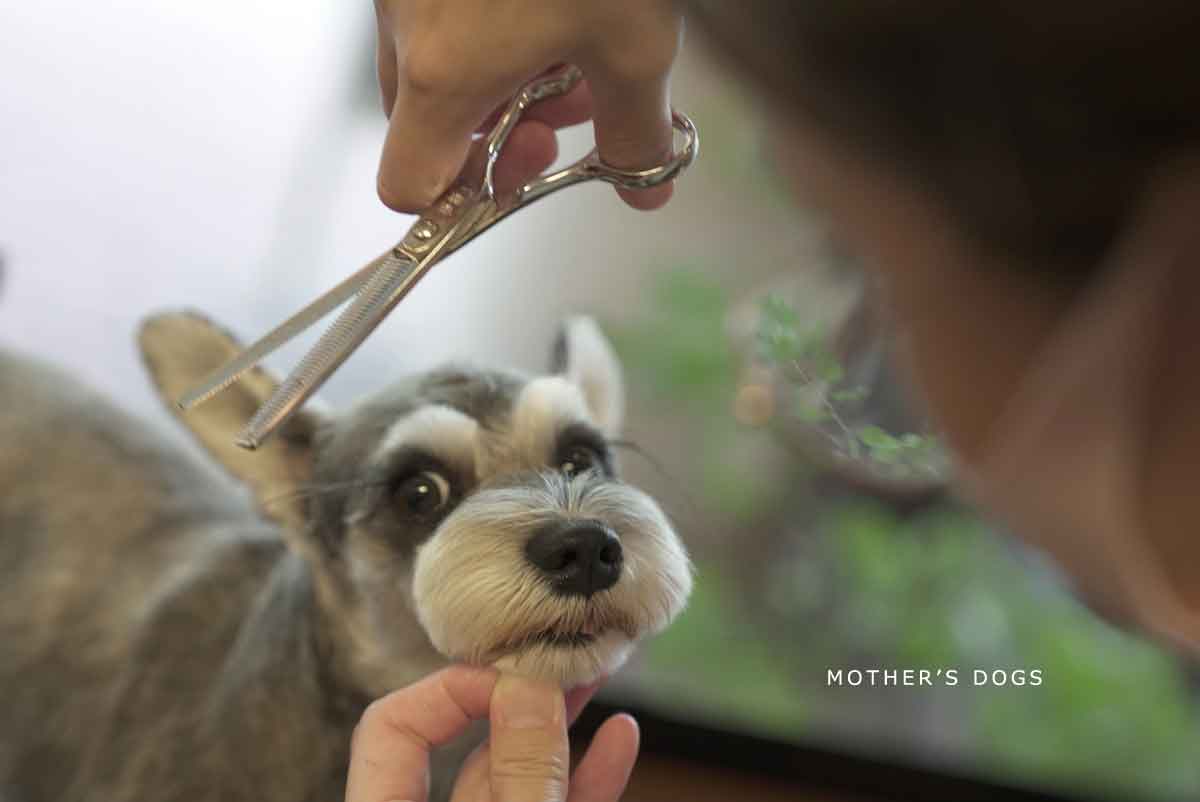 福岡市 トリミングサロン トイプードル