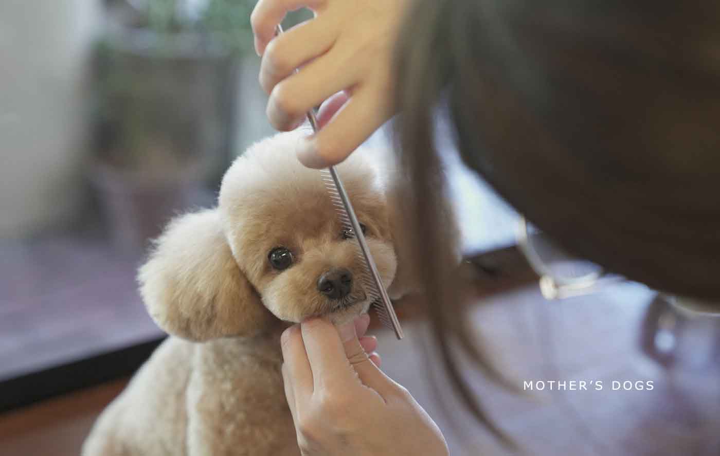福岡市 トリミングサロン トイプードル