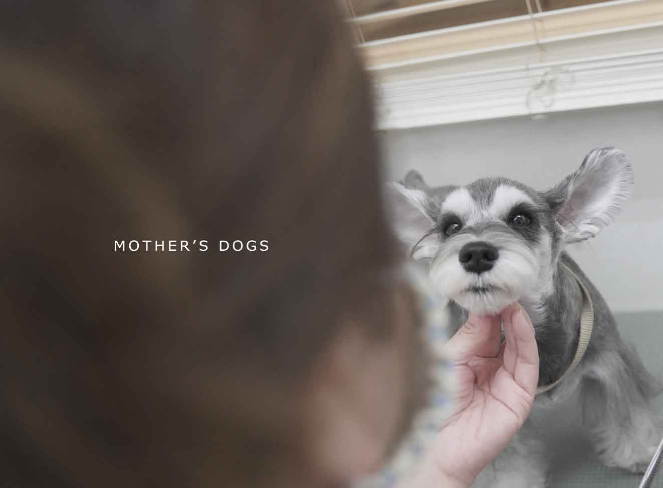 福岡市 トリミングサロン トイプードル