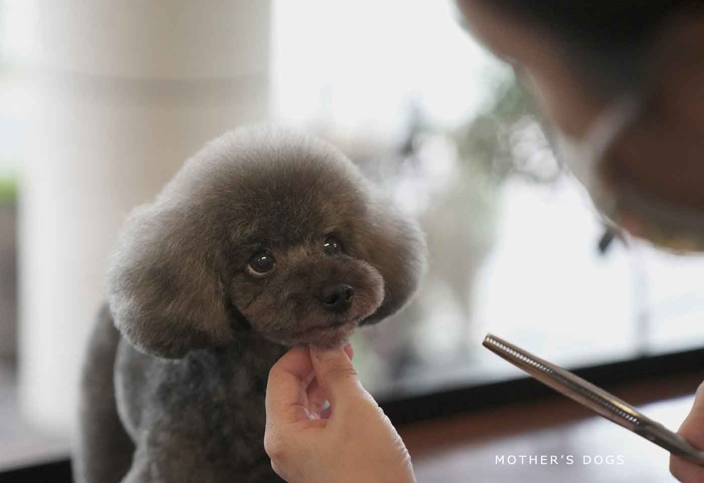 福岡市 トリミングサロン トイプードル