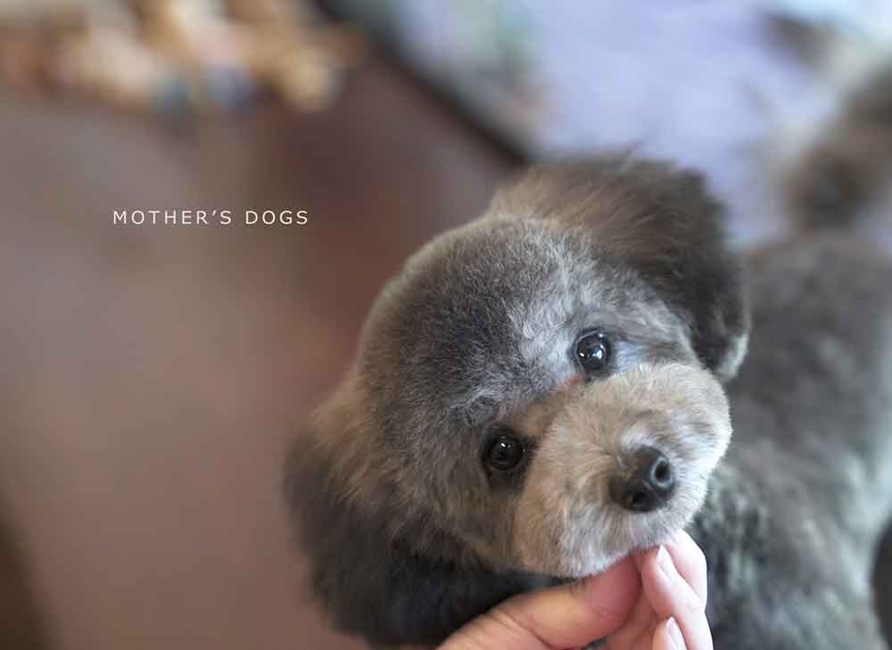 福岡市 トリミングサロン トイプードル