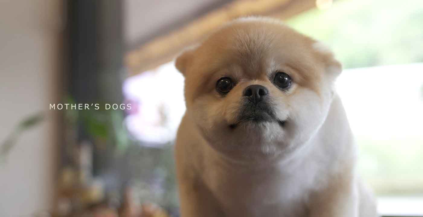 福岡市 トリミングサロン トイプードル