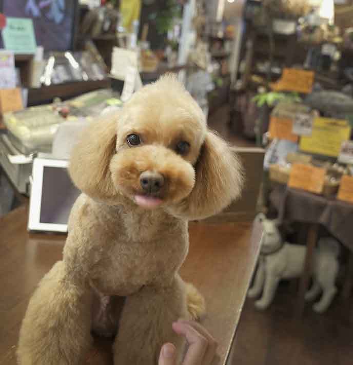 福岡市 トリミングサロン トイプードル