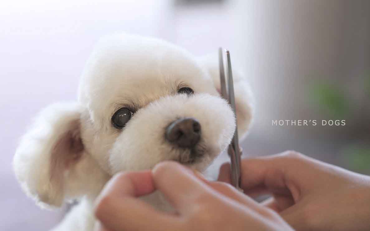 福岡市 トリミングサロン トイプードル