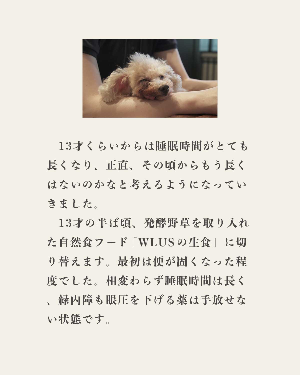 発酵野草ドッグフードウルス