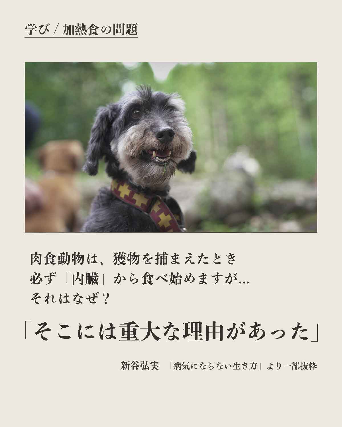 犬の食事(生食)発酵野草ローフードウルス
