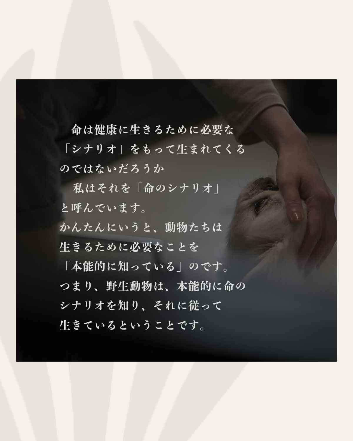 発酵野草ドッグフードウルス