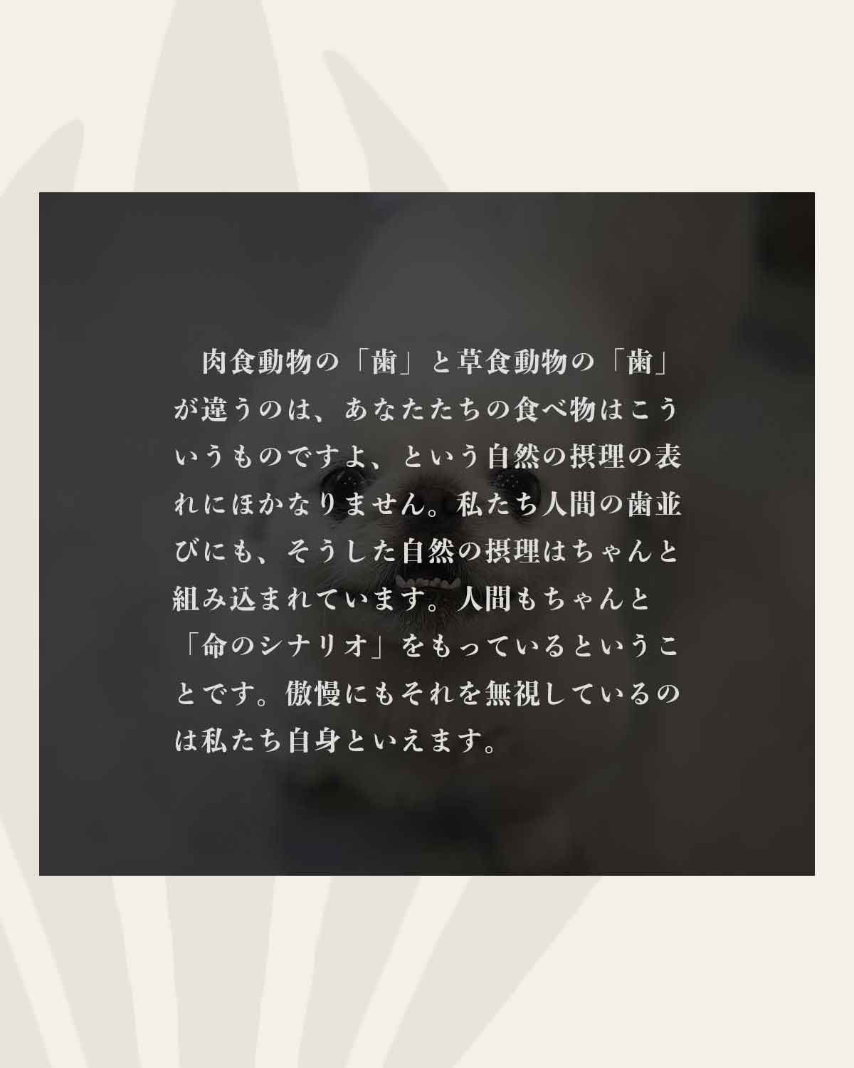 発酵野草ドッグフードウルス