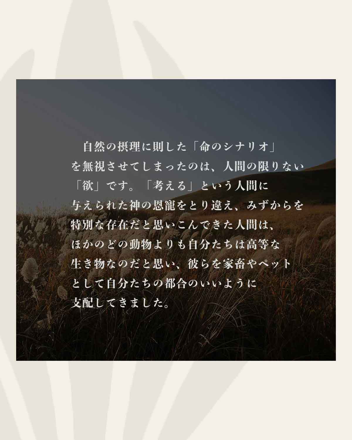 発酵野草ドッグフードウルス