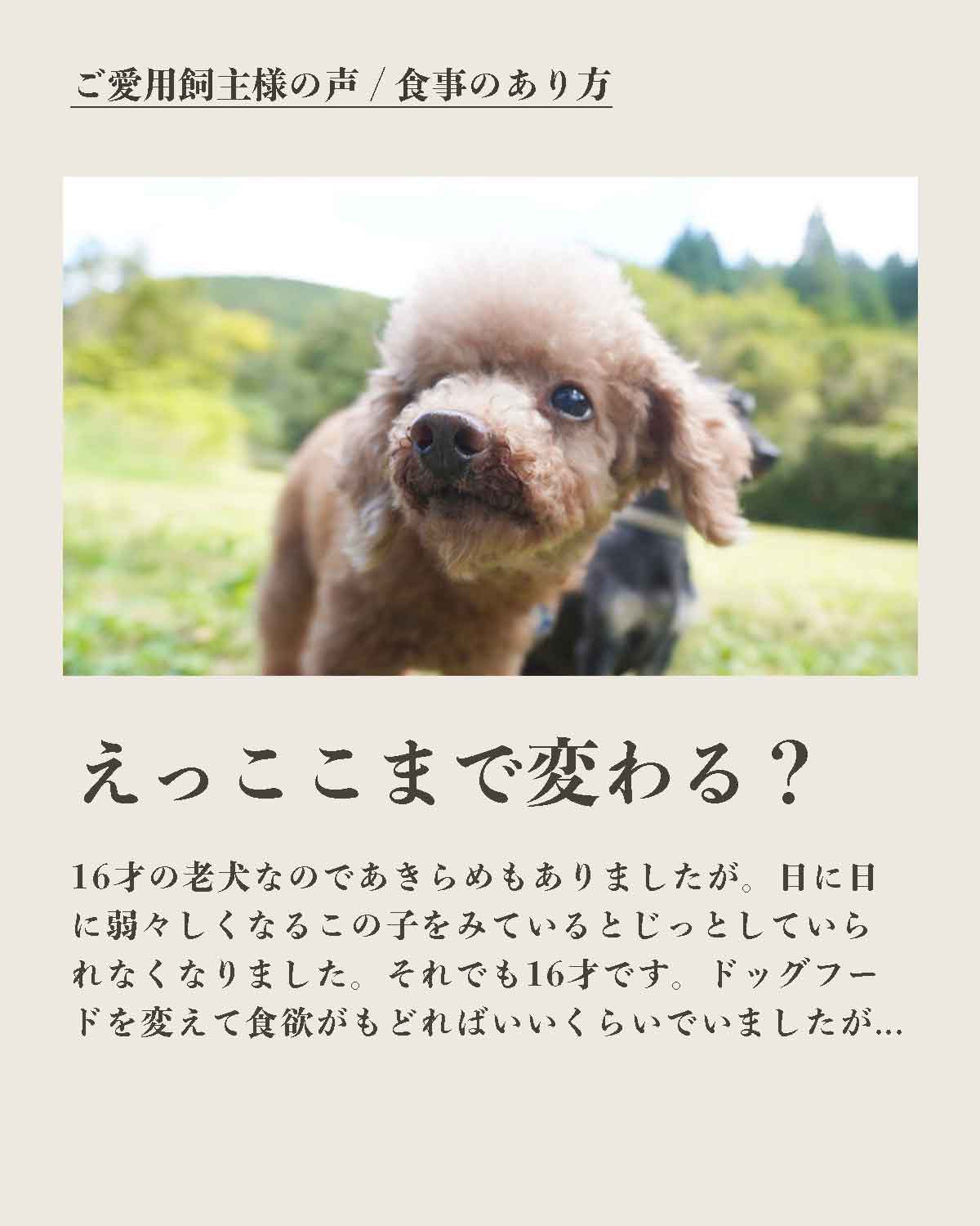 犬の手作りフード 生食 発酵野草入りローフードウルス
