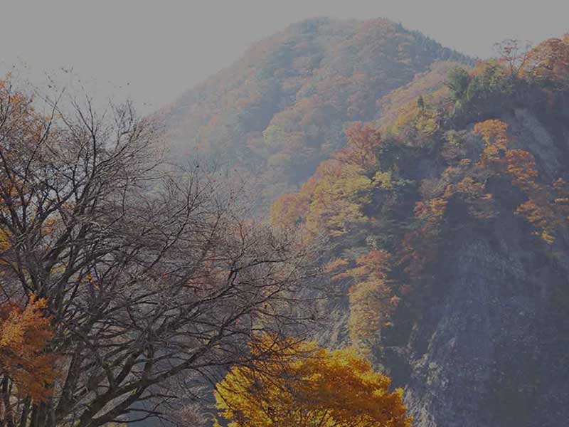 アニマルヘルスケアサポート楓