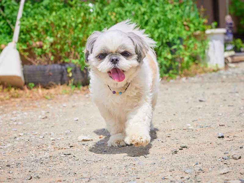 アニマルヘルスケアサポート楓