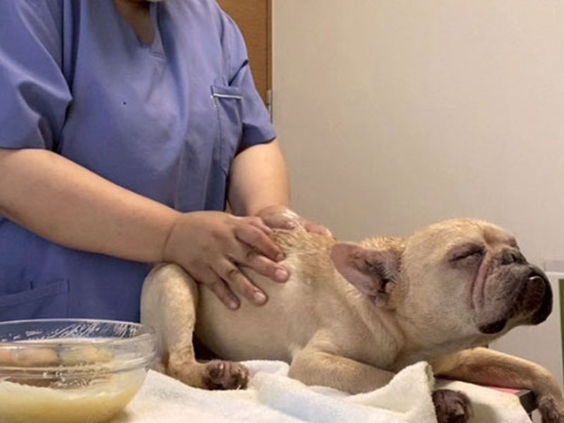 アニマルヘルスケアサポート楓