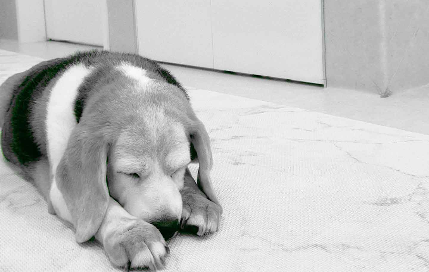 アニマルヘルスケアサポート楓