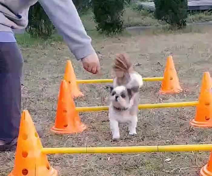 アニマルヘルスケアサポート楓