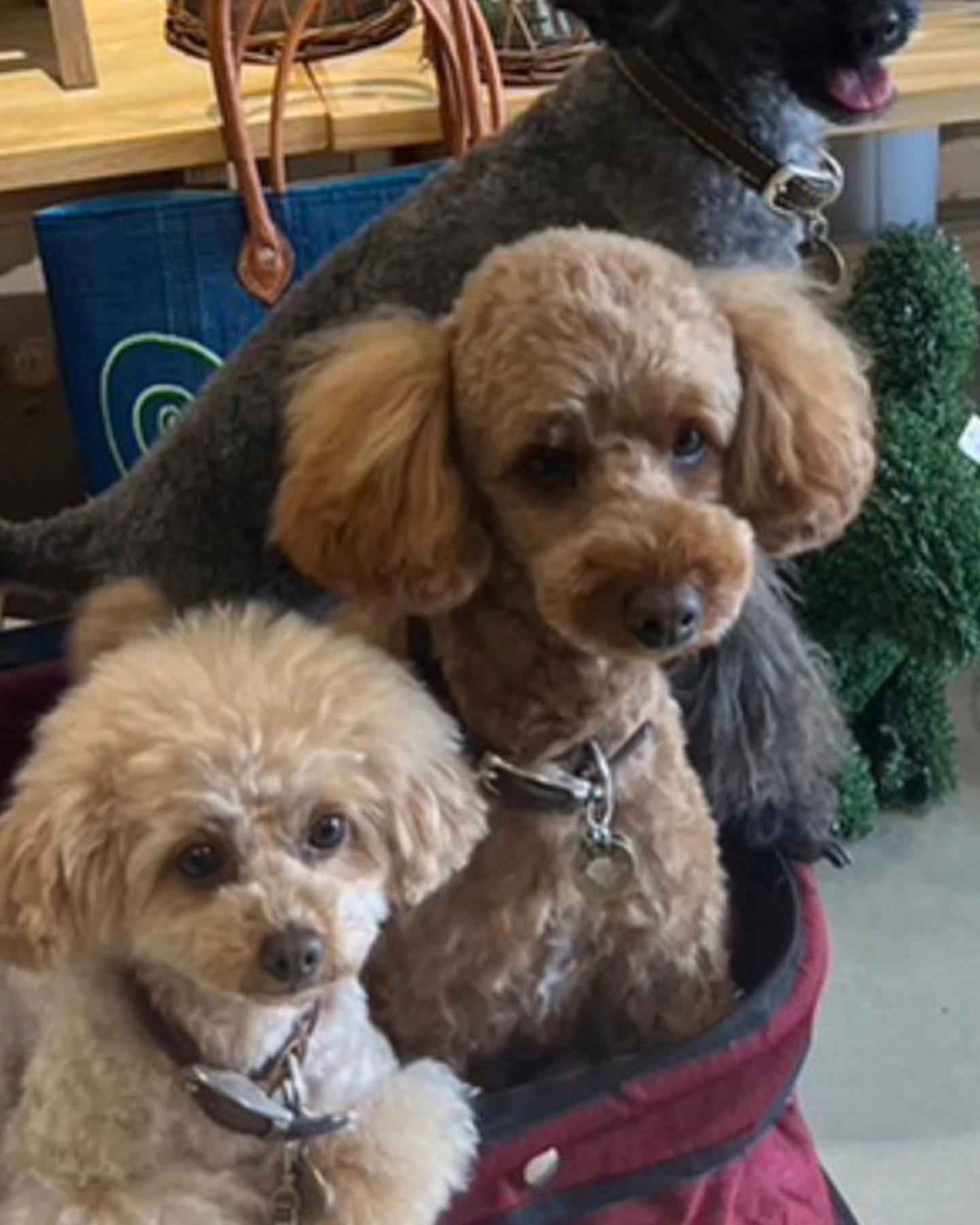 アニマルヘルスケアサポート楓