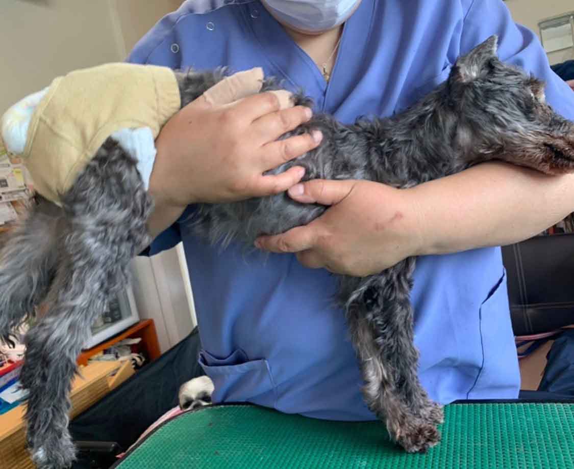 アニマルヘルスケアサポート楓