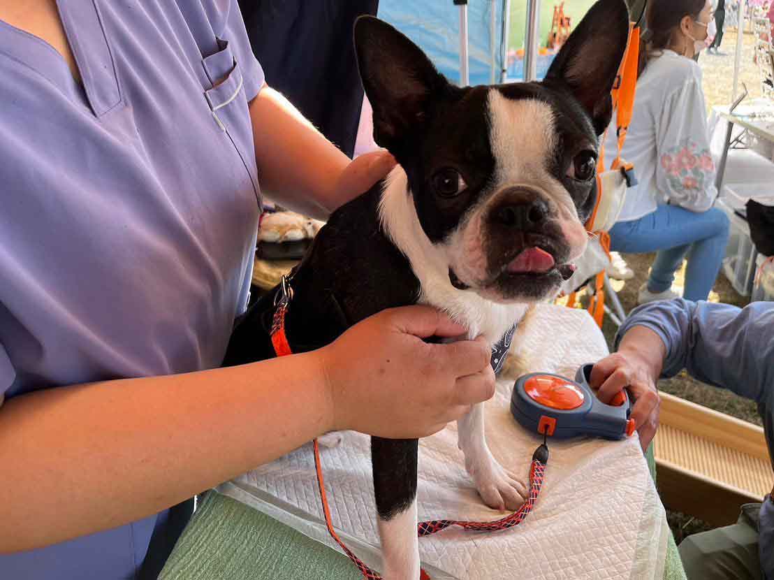 アニマルヘルスケアサポート楓