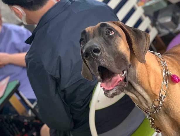 アニマルヘルスケアサポート楓