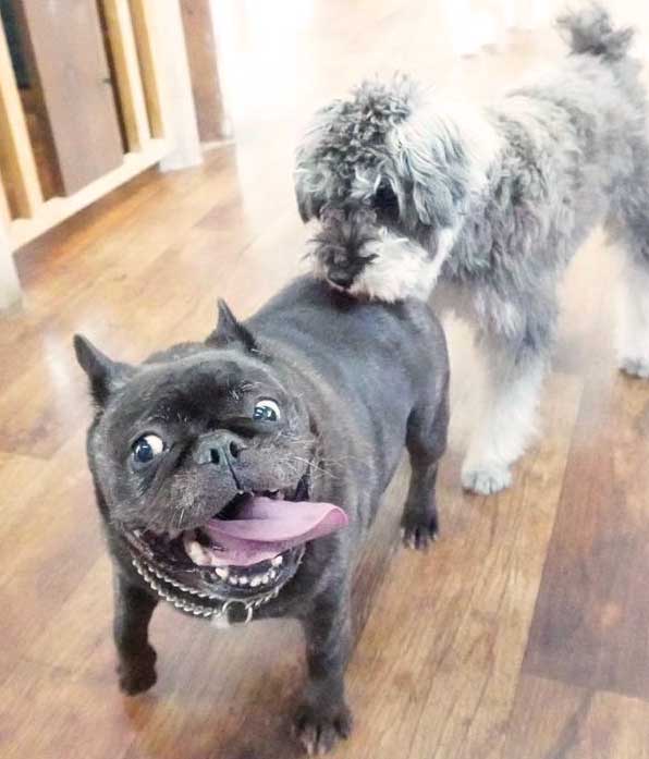 マザーズドッグス