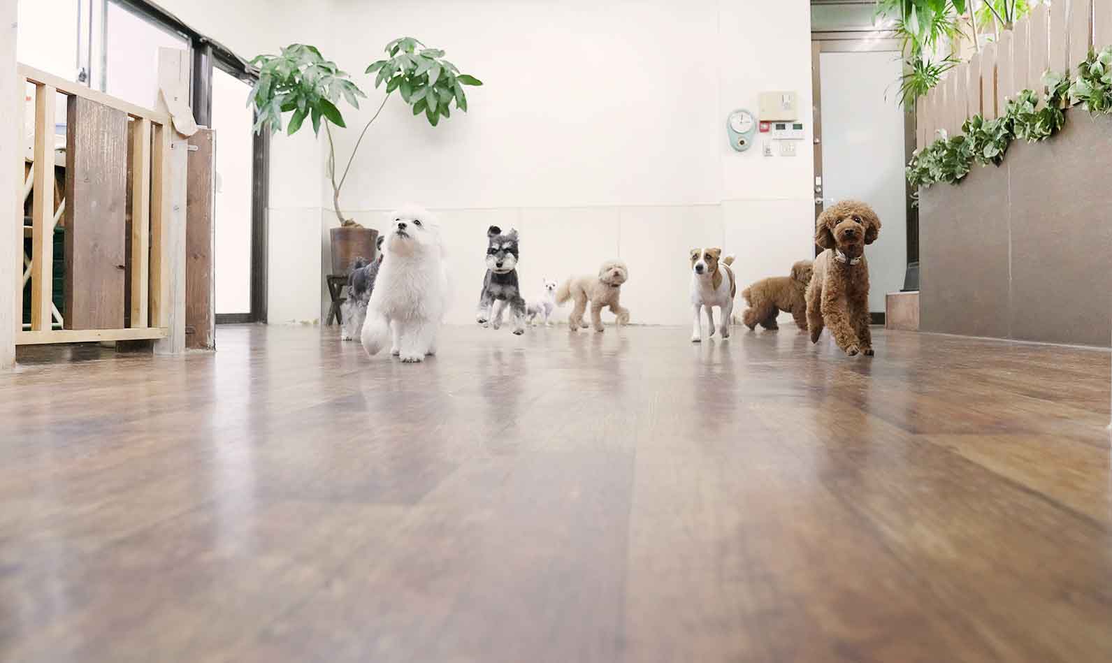 マザーズドッグス