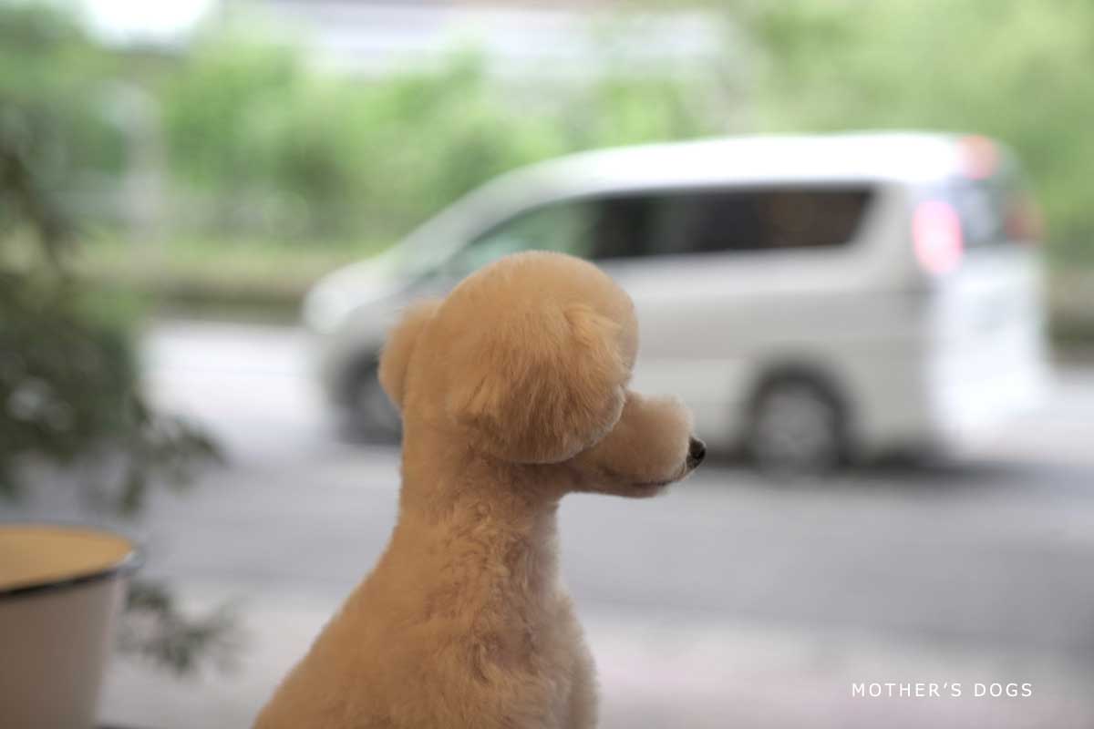 マザーズドッグス