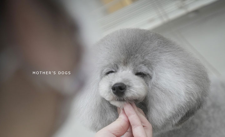 マザーズドッグス