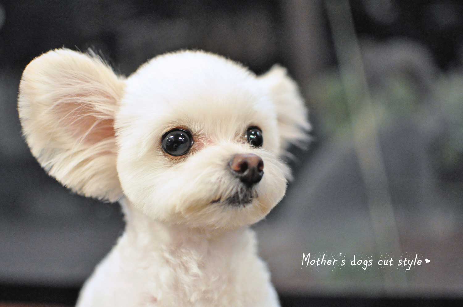 マザーズドッグス