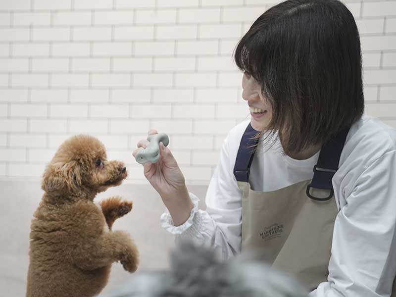 福岡市トリミングサロン　プチボヌール