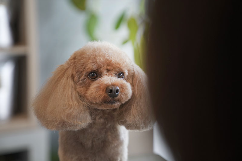 福岡市トリミングサロン　プチボヌール