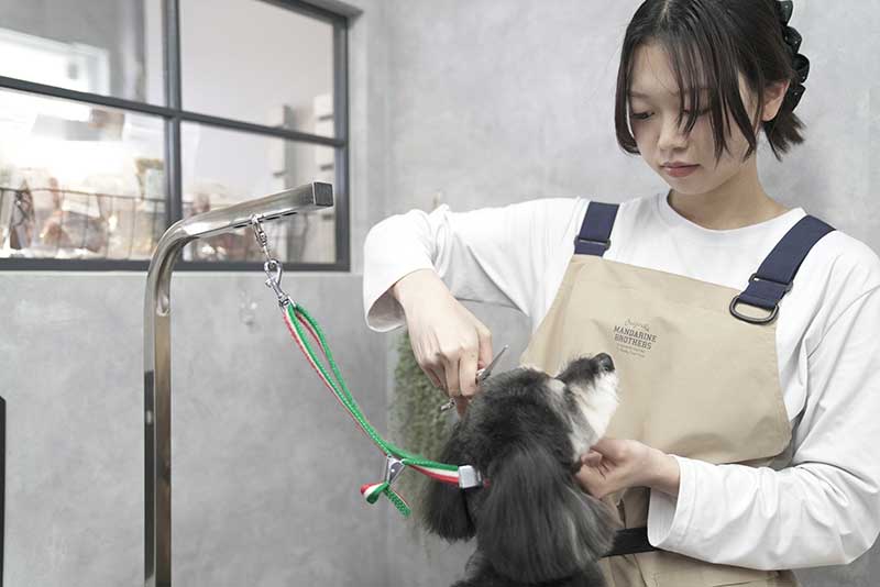 トリミングサロン 福岡市 プチボヌール