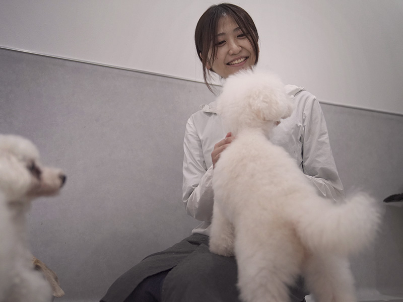 福岡市中央区,トリミング,トイプードル