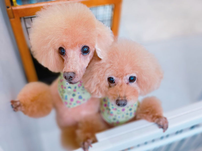 プティパ・トリミング