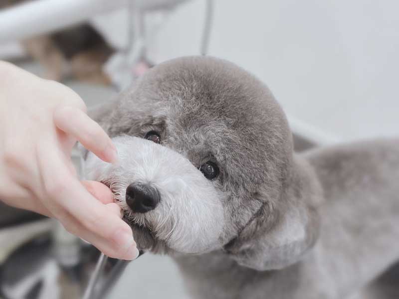 プティパ・トリミング