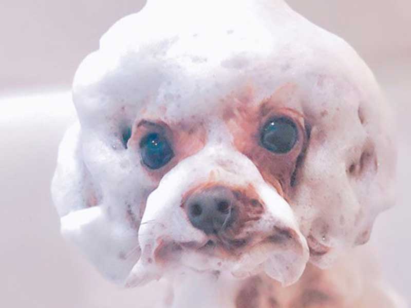 プティパ・トリミング