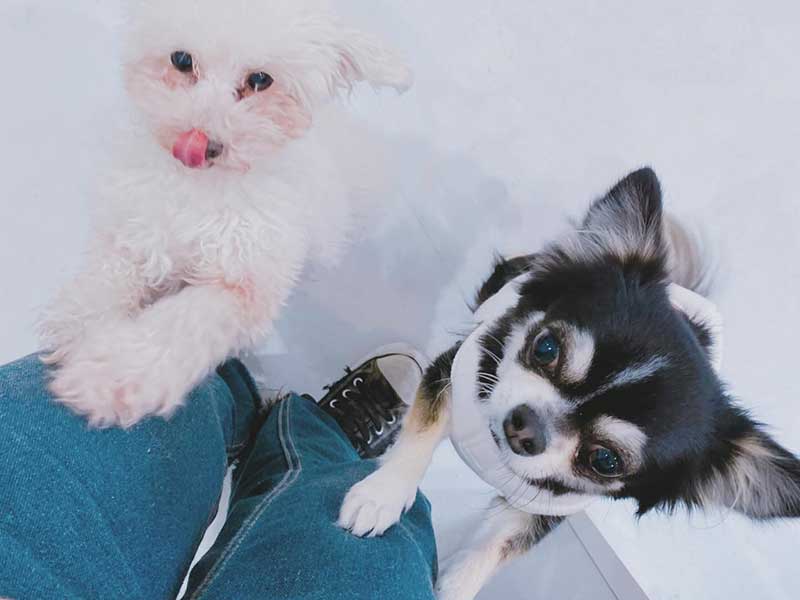 プティパ・犬の保育園