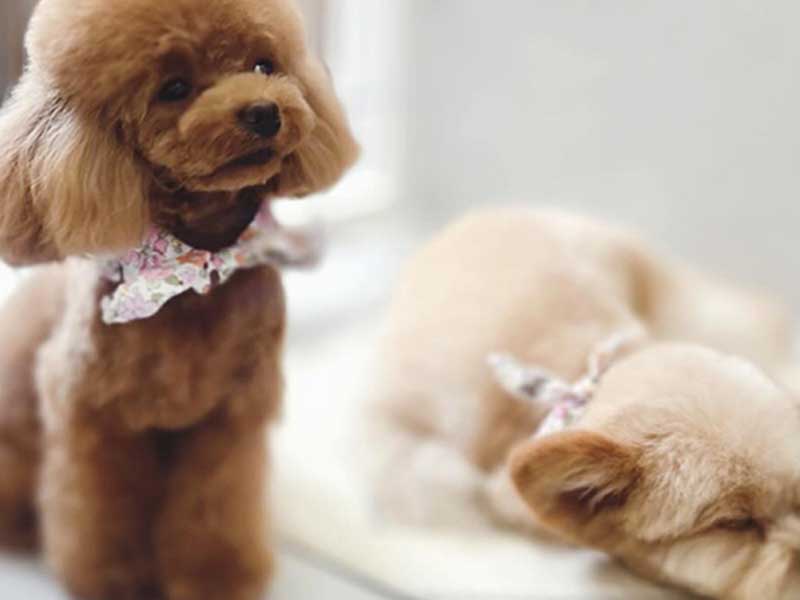 プティパ・犬の保育園