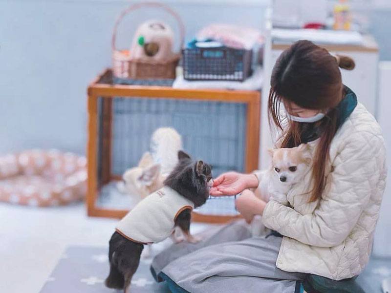 プティパ・犬の保育園